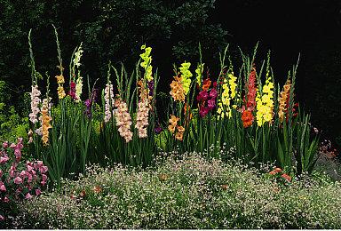 《极限竞速：地平线5》三星巅峰赛9月9日火热启动